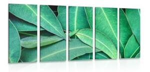 5-dílný obraz listy eucalyptu - 100x50 cm