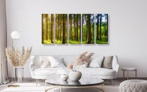 5-dílný obraz sluneční ráno v lese - 100x50 cm