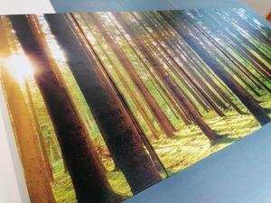 5-dílný obraz ráno v lese - 100x50 cm