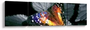 Obraz motýla (170x50 cm)