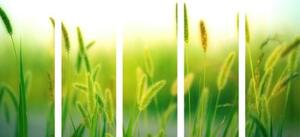 5-dílný obraz stébla trávy v zeleném provedení - 100x50 cm