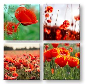 Obraz na stěnu Meadow of poppy poppies 4 dílný XOBKOL17E42