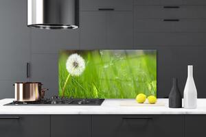 Kuchyňský skleněný panel Pampeliška Tráva Rostlina 100x50 cm