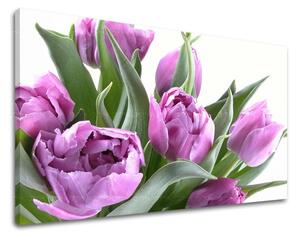 Obraz na stěnu KVĚTY TULIPÁNY XOBKV131E11