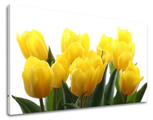 Obraz na stěnu KVĚTY TULIPÁNY XOBKV141E11