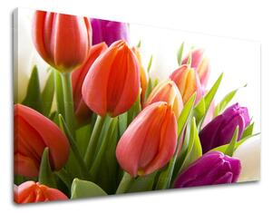 Obraz na stěnu KVĚTY TULIPÁNY XOBKV138E11