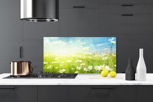 Kuchyňský skleněný panel Louka Sedmikrásky Příroda 100x50 cm