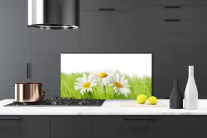 Skleněné obklady do kuchyně Sedmikráska Květiny Rostlina 125x50 cm