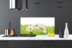 Skleněné obklady do kuchyně Sedmikráska Květiny Rostlina 125x50 cm