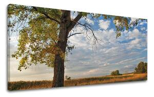 Obraz na stěnu PANORÁMA STROMY ST016E13