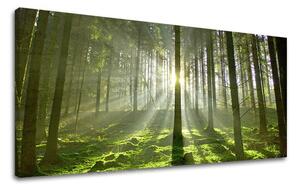 Obraz na stěnu PANORÁMA STROMY ST021E13