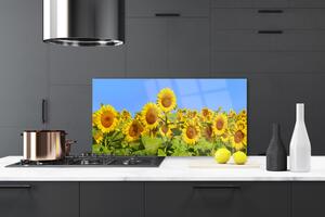 Kuchyňský skleněný panel Slunečnice Květ Rostlina 100x50 cm
