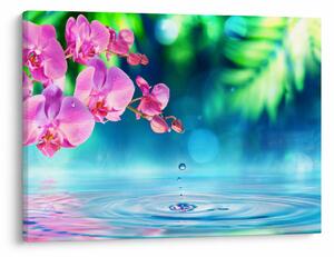 Obraz - Orchidej (70x50 cm)
