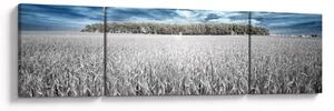 Obraz pole (170x50 cm)