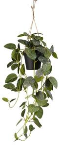 Umělá květina Fittonia v závěsném květináči, 70cm