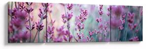 Obraz - Levandule (170x50 cm)