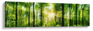Obraz - Svítání v lese (170x50 cm)