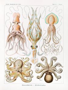 Obrazová reprodukce Gamochonia–Trichterkraken (Octopus / Academia) - Ernst Haeckel, (30 x 40 cm)