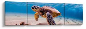 Obraz želvy v oceánu (170x50 cm)