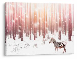 Obraz - Zebra v zasněženém lese (70x50 cm)