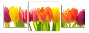 Obraz na stěnu Barevné tulipány