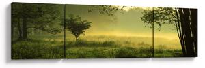 Obraz - Probouzející se les (170x50 cm)