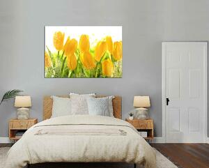 Obraz na zeď Žluté tulipány