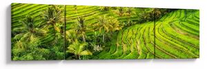 Obraz - Rýžové terasy (170x50 cm)