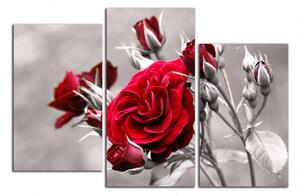 Obraz do obýváku Červená růže