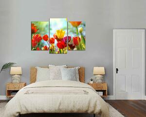 Obraz na plátně Barevné květy tulipánů