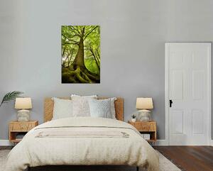 Obraz na stěnu Strom a les