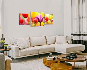 Obraz na plátně Barevné tulipány panorama
