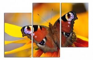 Moderní obraz Barevný Motýl