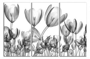 Moderní obraz Černobílé tulipány