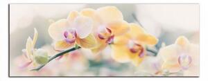 Moderní obraz Žluté orchideje