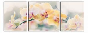 Moderní obraz Žluté orchideje