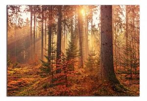 Obraz na zeď Podzimní les