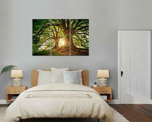 Obraz na stěnu Dva krásné stromy