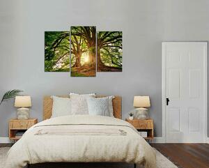 Obraz na stěnu Dva krásné stromy