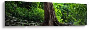 Obraz - Starý strom s kořeny (170x50 cm)