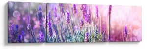 Obraz - Levandule ve třpytu slunce (170x50 cm)