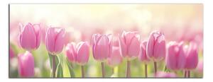 Obraz na zeď Růžové tulipány panorama