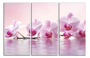 Obraz do bytu Růžové orchideje