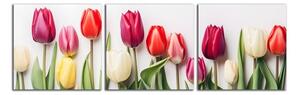 Obraz na plátně Různobarevné tulipány
