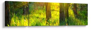 Obraz - Jarní probouzení lesa (170x50 cm)