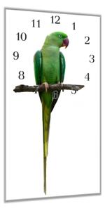 Nástěnné hodiny 30x60cm papoušek alexandr velký - plexi