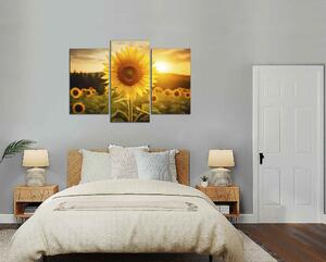 Obraz na plátně Slunečnice a západ slunce