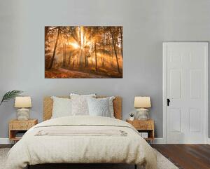 Obraz na plátně Slunce mezi stromy