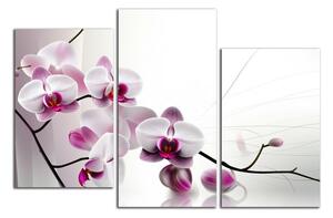 Obraz na plátně Květy orchideje
