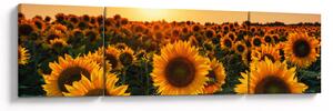 Obraz - Slunečnice (170x50 cm)